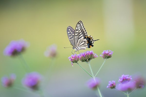 茨城県常陸太田市中染町、アゲハ♀