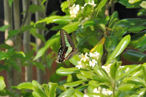 トベラの花に来たアオスジアゲハ