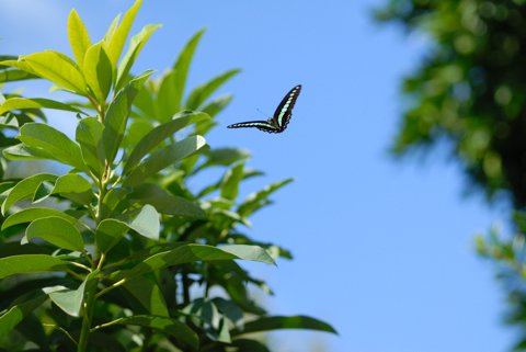 アオスジアゲハ