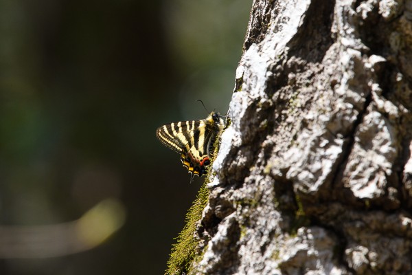 神奈川県石砂山のギフチョウ