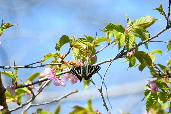 神奈川県石砂山のギフチョウ