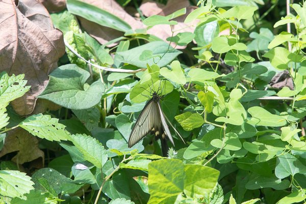 茨城県常陸太田市中染町、ジャコウアゲハ♀