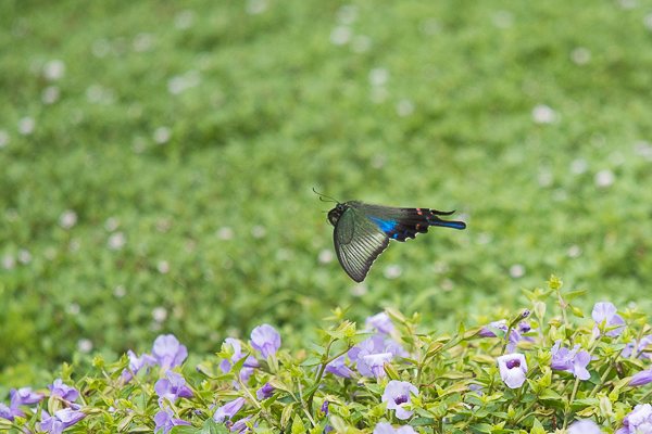 茨城県常陸太田市中染町、カラスアゲハ♀