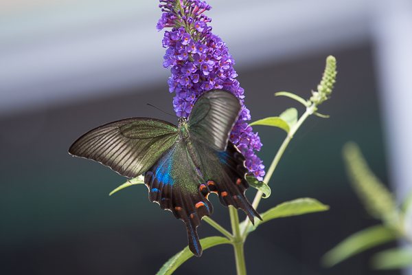 茨城県常陸太田市中染町、カラスアゲハ♀