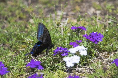 茨城県常陸太田市中染町、カラスアゲハ