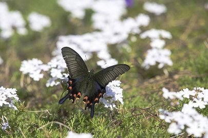 茨城県常陸太田市中染町、カラスアゲハ