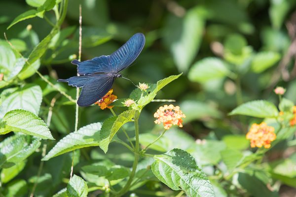 茨城県常陸太田市中染町、クロアゲハ♂