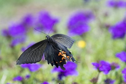 茨城県常陸太田市中染町、クロアゲハ
