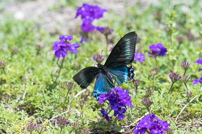 茨城県常陸太田市中染町、ミヤマカラスアゲハ