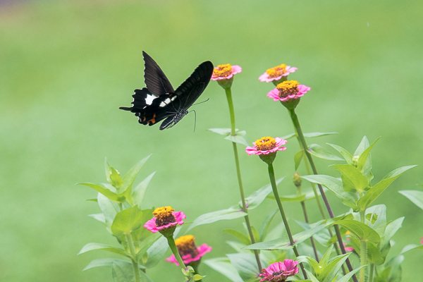 茨城県常陸太田市中染町、モンキアゲハ♂