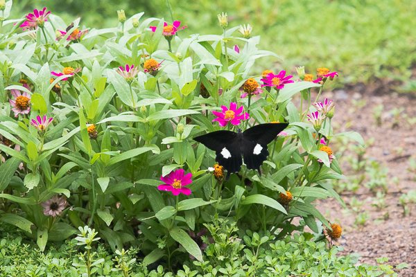 茨城県常陸太田市中染町、モンキアゲハ♂