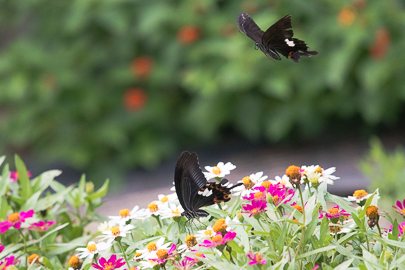 茨城県常陸太田市中染町、モンキアゲハ