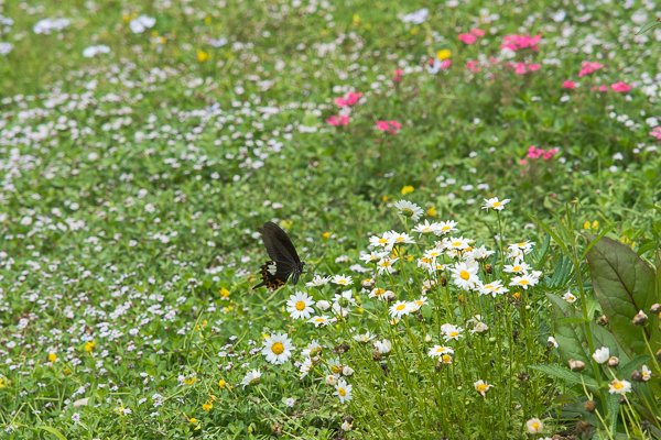 茨城県常陸太田市中染町、モンキアゲハ