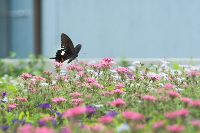 茨城県常陸太田市中染町、モンキアゲハ