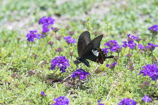 茨城県常陸太田市中染町、モンキアゲハ
