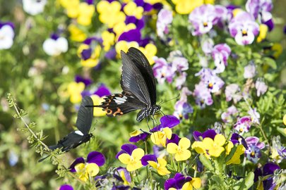 茨城県常陸太田市中染町、モンキアゲハ