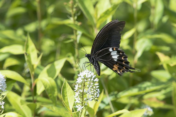茨城県常陸太田市中染町、モンキアゲハ
