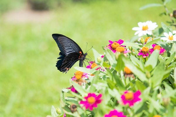 茨城県常陸太田市中染町、ナガサキアゲハ♂