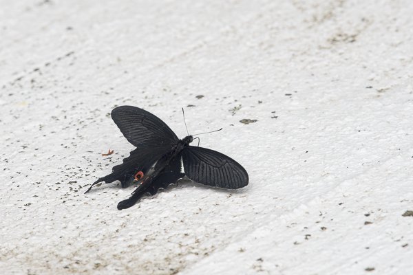 茨城県常陸太田市中染町、オナガアゲハ♂