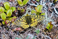 ウスバキチョウ（キイロウスバアゲハ）とそのほかの蝶たち