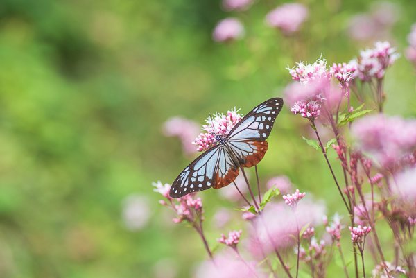 茨城県常陸太田市中染町、アサギマダラ♂