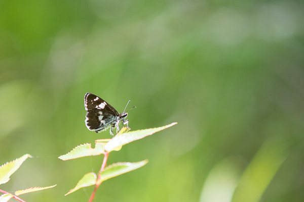 ダイミョウセセリ♂