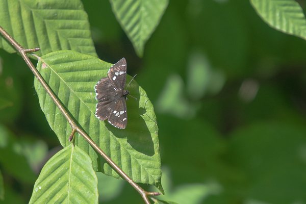 ダイミョウセセリ♂