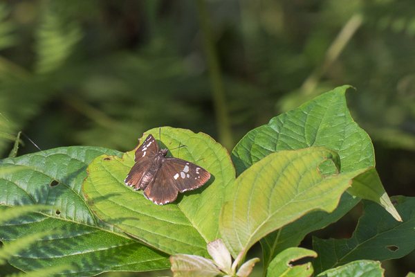 ダイミョウセセリ♀