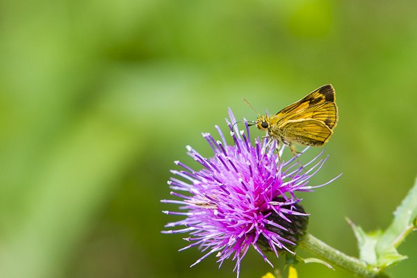 ヒメキマダラセセリ♂