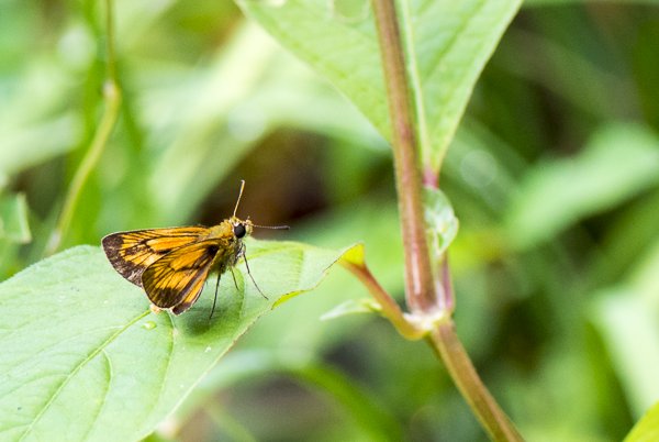 ヒメキマダラセセリ♂