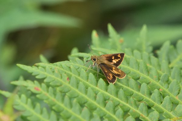 ヒメキマダラセセリ♀