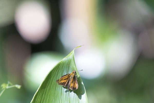 ヒメキマダラセセリ♂