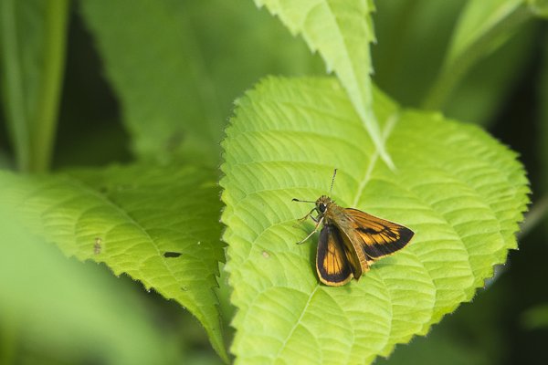 ヒメキマダラセセリ♂