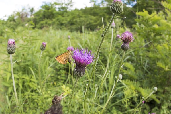 ヒメキマダラセセリ♀