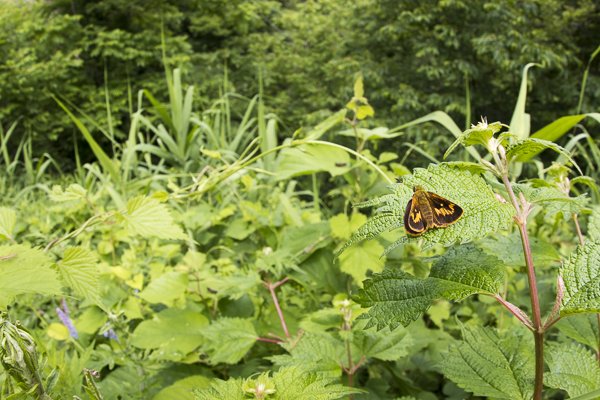 ヒメキマダラセセリ♀