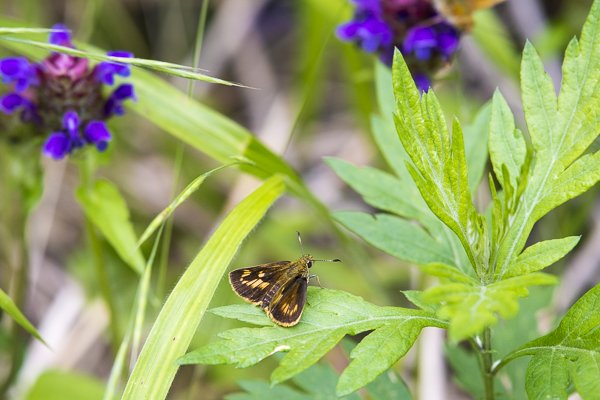 ヒメキマダラセセリ♀