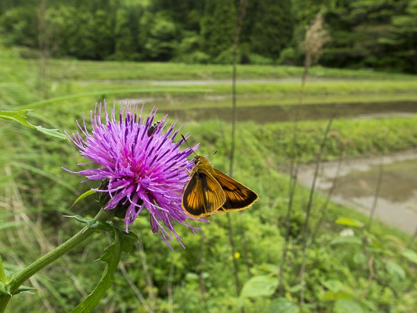 ヒメキマダラセセリ♂