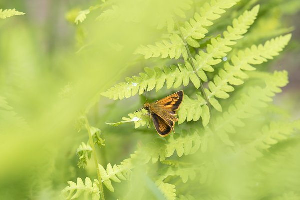 ヒメキマダラセセリ♂
