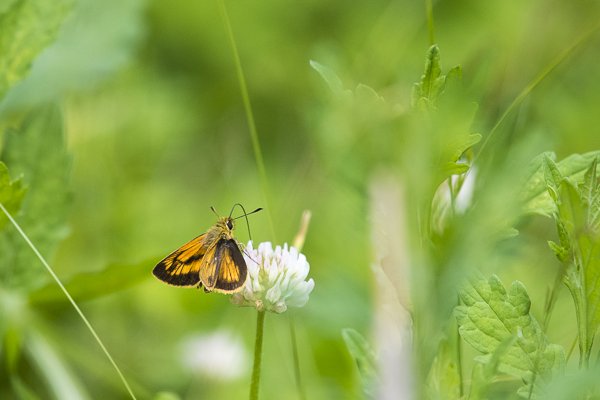 ヒメキマダラセセリ♂