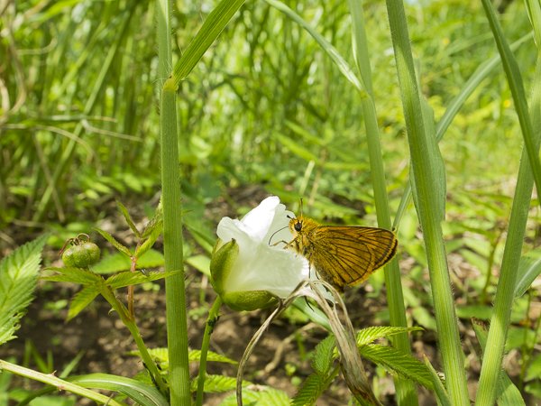ヒメキマダラセセリ♂