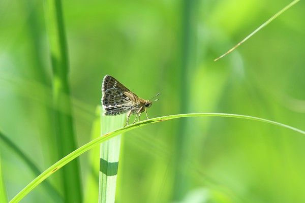 ホシチャバネセセリ　群馬県吾妻郡嬬恋村田代