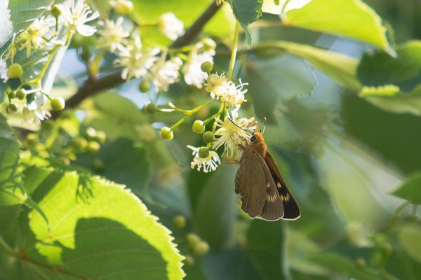 キバネセセリ♀