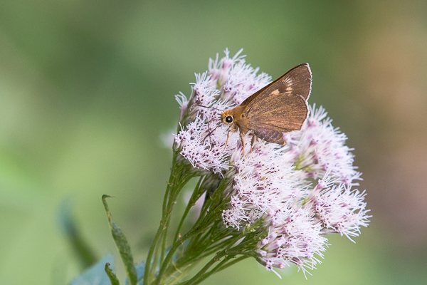 キバネセセリ♀