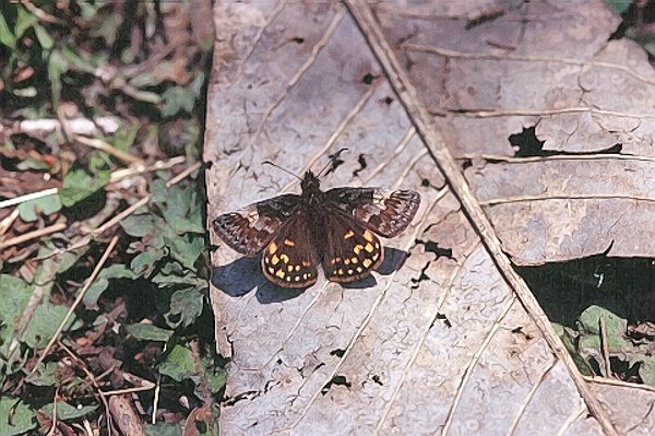 ミヤマセセリ♀