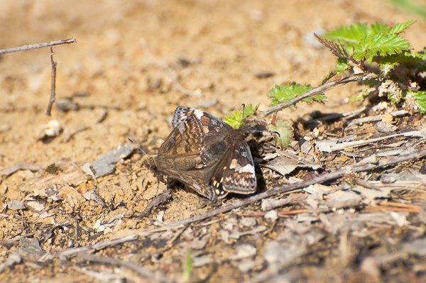 ミヤマセセリ♂♀