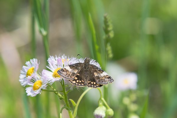 ミヤマセセリ♀