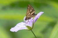 タカネキマダラセセリ♂