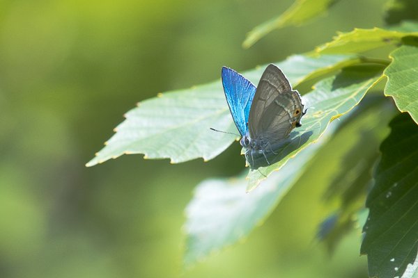 茨城県石岡市小幡、オオミドリシジミ