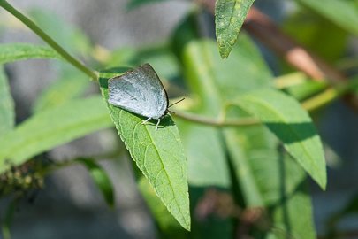 茨城県常陸太田市中染町、ウラギンシジミ