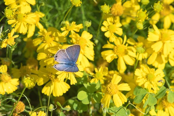 茨城県常陸太田市中染町、ウラナミシジミ